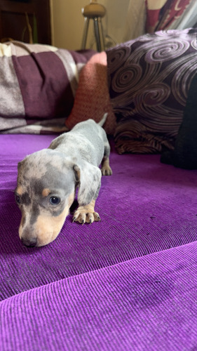 Perrito Salchichas Agua