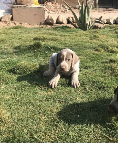 Venta De Cachorros Raza Braco Alemán