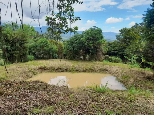 Finca Viotá Vereda Calandaima