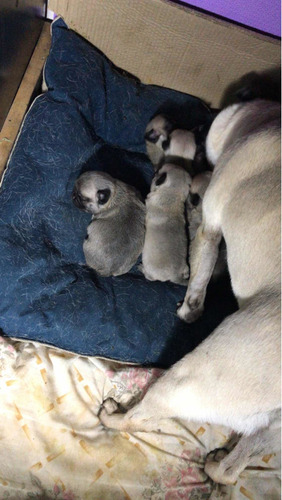 Imagem 3 de 5 de Filhotes De Pug