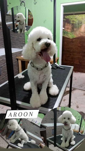 Imagen 2 de 5 de Peluqueria Y Baño Canino