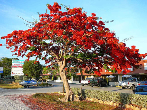 Semillas De Flamboyant, Delonix Regia