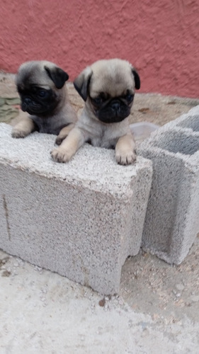 Pugs