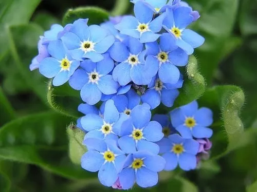 Sobre Para Sembrar 50 Plantas Myosotis O No Me Olvides Azul en venta en  Florida Florida por sólo $   Uruguay