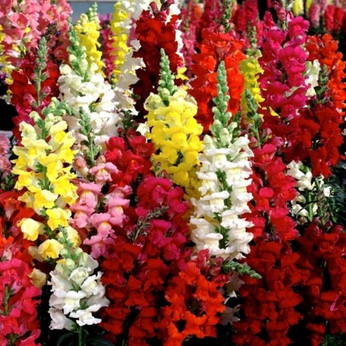 Imagen 2 de 4 de 40 Semillas De Conejito Gigante Maximum Mix - Flor Premium