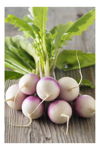 Nabo Redondo Cuello Violeta (5000 Semillas) Cal/profesional