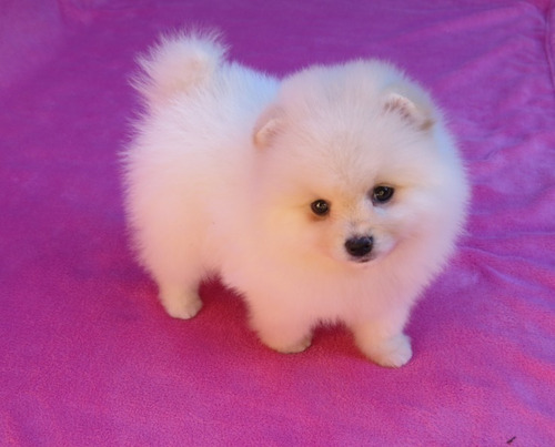 Filhote Spitz Alemão Anão Femea Lulu Da Pomerania Spitiz