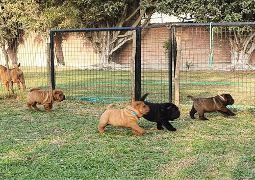 Cachorros Sharpei 100% Puros