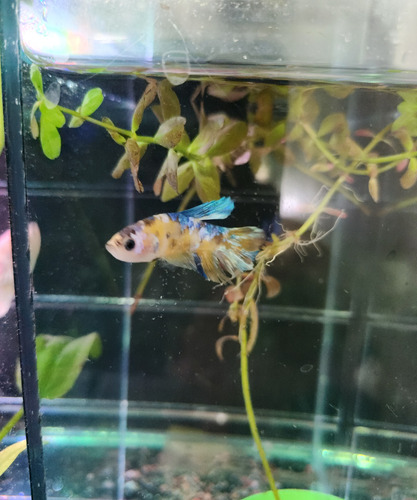 Pez Betta Plakat Yellow Koi Galaxy Importado Amarillo