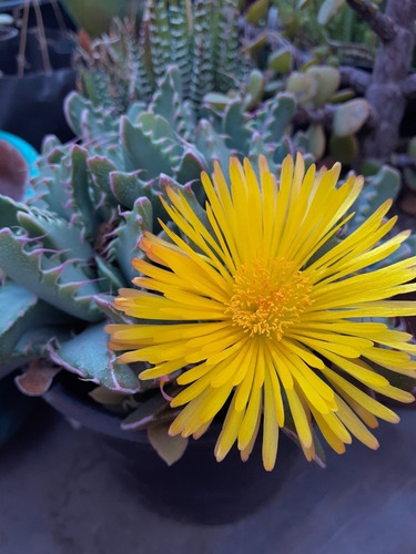 Suculenta Faucaria Tigrina. Boca De Tigre.