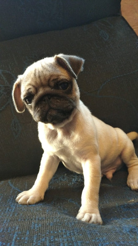 Pug Carlino 