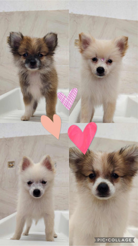 Cachorro Pomerania