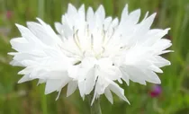 Comprar 200 Semillas De Aciano Centaurea Blanco   + Instructivo