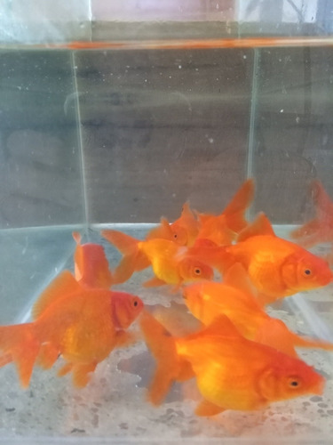 Carassius Golfish 10 Cm Peces Agua Fria Acuario Estanques