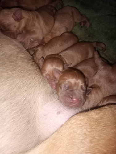 Venta De Cachorros Dogo De Burdeo