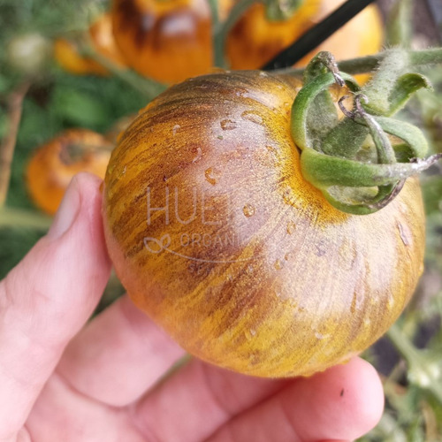 Semillas Tomate Golden Tiger De Racimo | La Huerta Organica