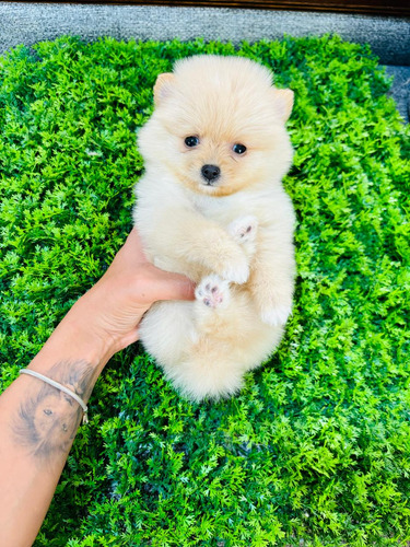 Pomerania Hembra Mini 