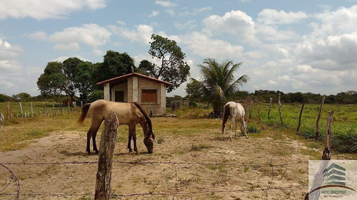 Imagem 6 de 30 de Granja A Venda Entre Monte Alegre E Brejinho
