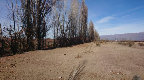 Ideal Viñedo, Nogales, Pistacho. Pegado A Bodega Zuccardi Altamira Valle De Uco
