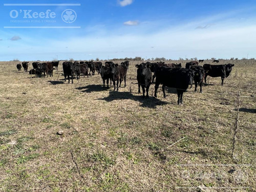 Campo En Venta 133 Has En Magdalena - Mixto.