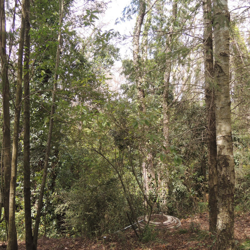 Casa Principal Con 3 Cabañas A 5 Minutos Del Centro De Pucon