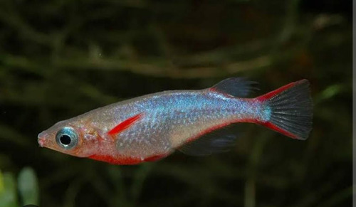 Peixe Ricefish ( Oryzias Woworae ) Pact Com 5