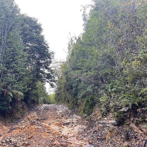 Campo De Bosque Nativo. Cercano A Parque Alerce Costero