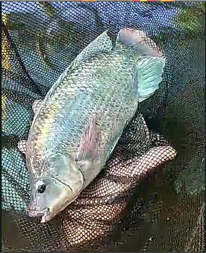 Tilapia Nilotica Juvenil 1ra Etapa 6.5cm A 11cm Azul Acero