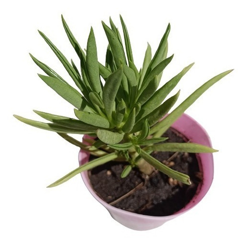 Peperomia Ferreyrae, Maceta 9, Suculenta