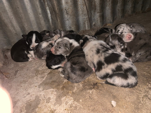 Cachorros Border Collie Puros.