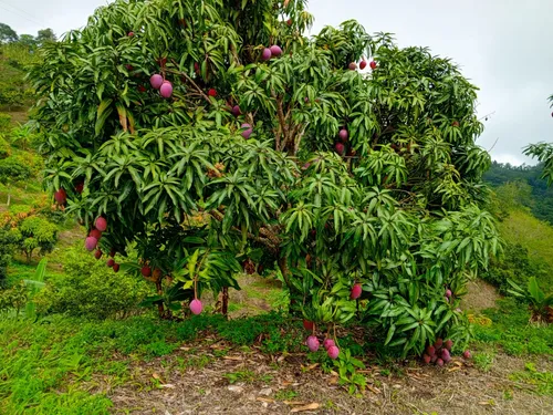 Vendo Permuto Finca Quipile