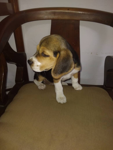 Cachorras Beagle De 2 Meses De Nacidas Muy Bonitas