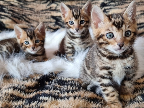 Gatitos Bengal Línea Ramazan