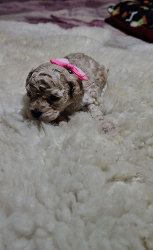 Poodle Toy Apricot