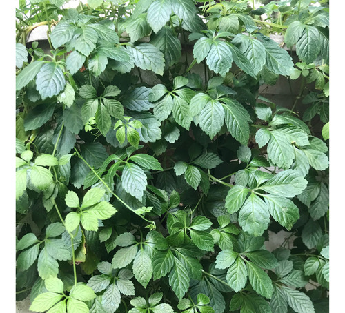 Muda De Cipó Doce (jiaogulan)