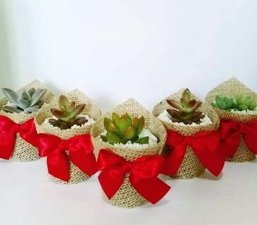 Imagen 3 de 9 de Suculentas Plantas Vivas Cactus, Recuerdos Colección Dsctos