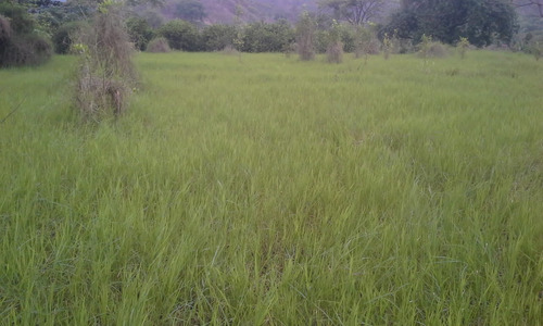 Se Vende Granja En El Estado Carabobo Ve02-1321carab-mtru