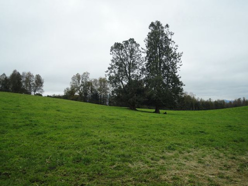 Agrícola En Venta En Paillaco