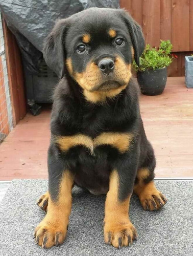 Rottweiler Cachorros Finos