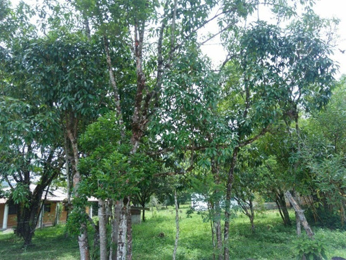 Imagem 7 de 14 de Terreno De Chacara - 0 - 4410795