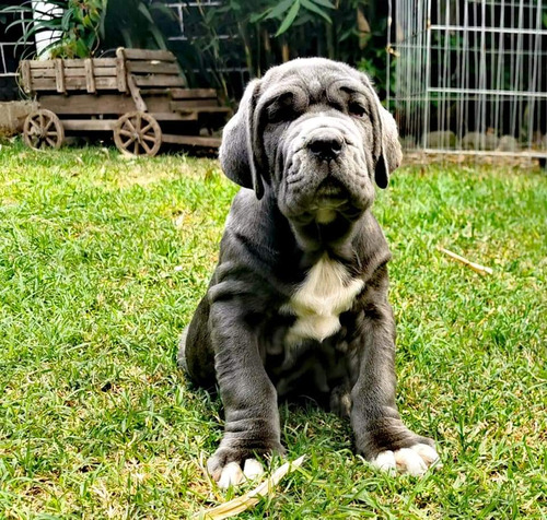 Mastín Napolitano Cachorros 