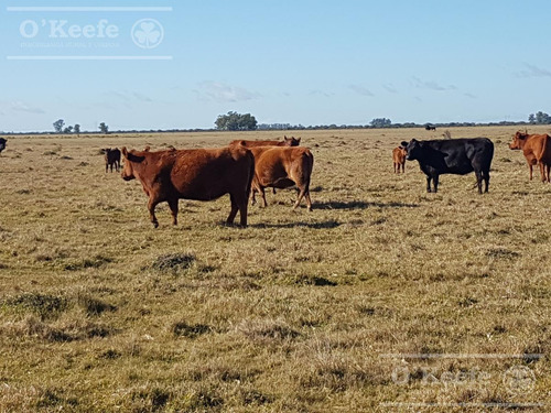 Imagen 14 de 27 de Campo De 600 Has En Venta En Gualeguaychu - Muy Buen Campo Ganadero De 0,7 Ev/ha Con Casco
