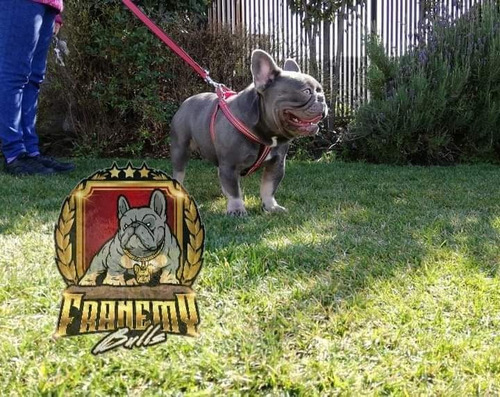 Bulldog Francés Machos Red Fawn Quad Carrier.