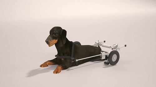 Imagen 4 de 6 de Perro Sitgo Revolucion Silla De Ruedas Para Mascotas