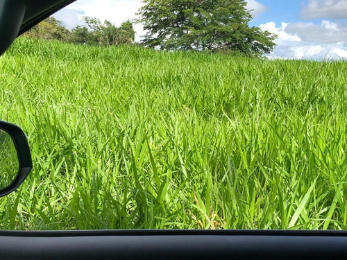 Imagem 5 de 15 de Fazenda Para Venda Em São Benedito Do Sul, Zona Rural - In - 006_1-2014337