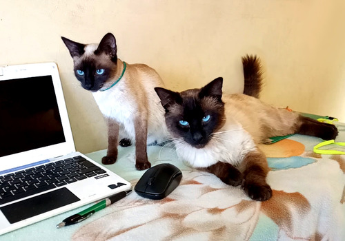 Gatitos Siames Puros Hermoso N0 Bengal Ragdol Himalayo Persa