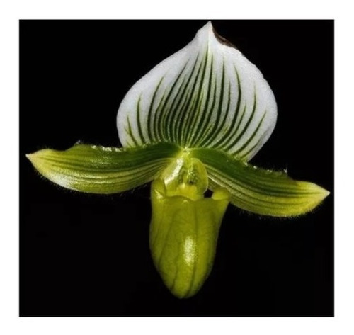 Orquídea Sapatinho Paphiopedilum Maudiae Verde | Frete grátis