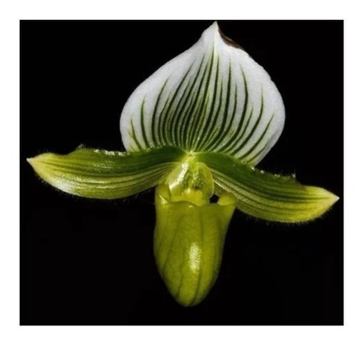 Orquídea Sapatinho Paphiopedilum Maudiae Verde | Parcelamento sem juros