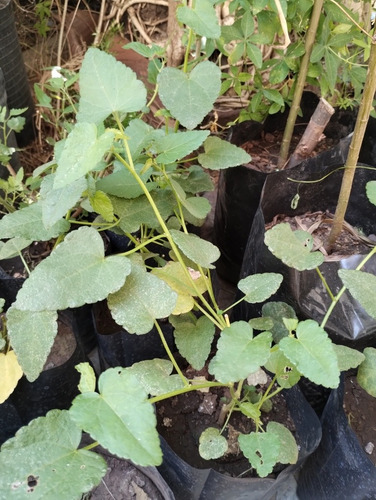 Malva Celeste - Arbusto Nativo Para Cerco