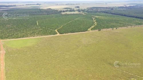 Se Vende Campo Ganadero De 505 Ha En Virasoro, Corrientes